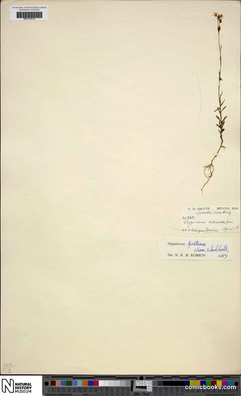 Hypericum pratense Schltdl. & Cham.