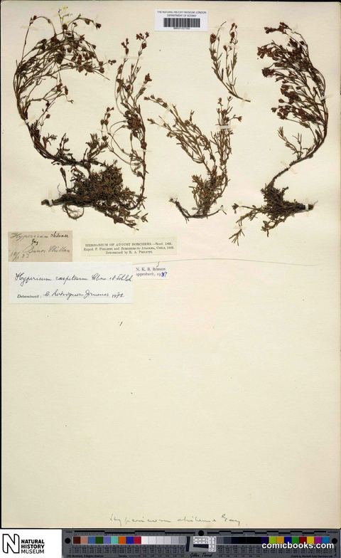 Hypericum caespitosum Cham. & Schltdl.