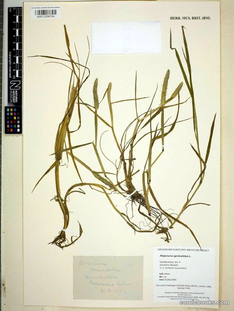 Alopecurus geniculatus L.