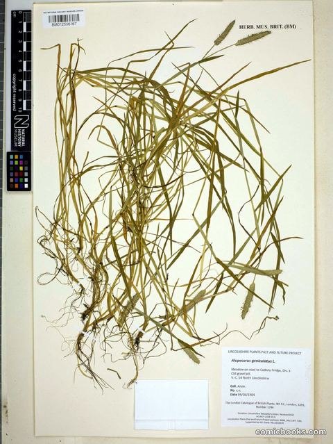 Alopecurus geniculatus L. (Marsh Foxtail)