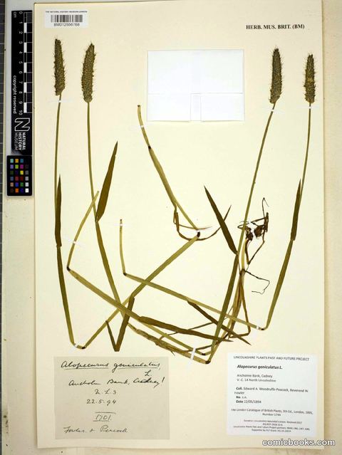 Alopecurus geniculatus L.