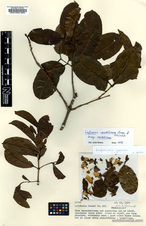 Lafoensia vandelliana subsp. vandelliana Cham. & Schltdl.