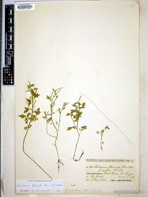 Cardamine flaccida Cham. & Schltdl.