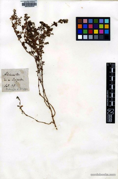 Alchemilla vulcanica Cham. & Schltdl.