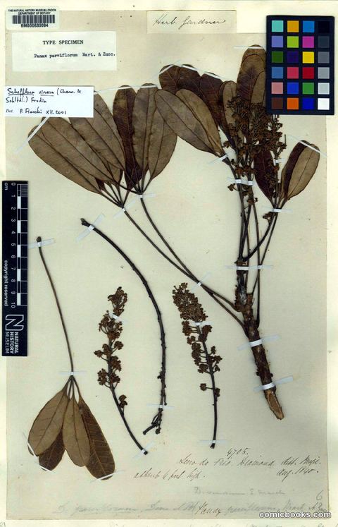 Schefflera vinosa (Cham. & Schltdl.) Frodin & Fiaschi