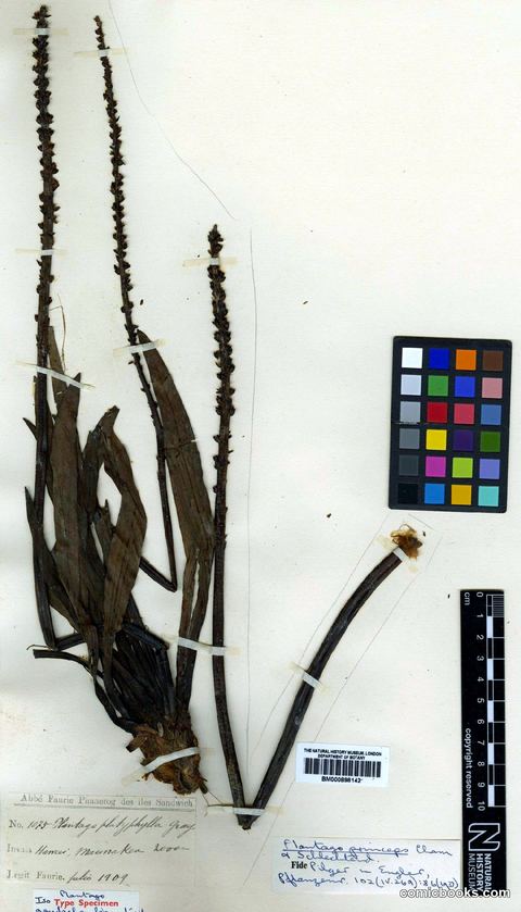 Plantago princeps Cham. & Schltdl.