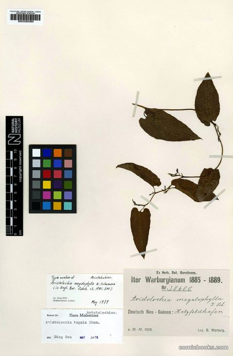 Aristolochia tagala Cham. (Herbarium Specimen)
