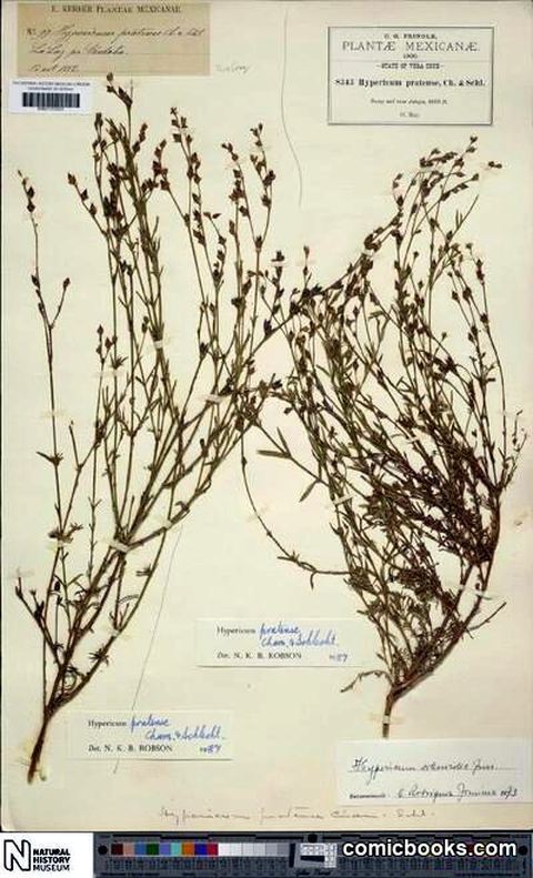 Hypericum pratense Schltdl. & Cham.