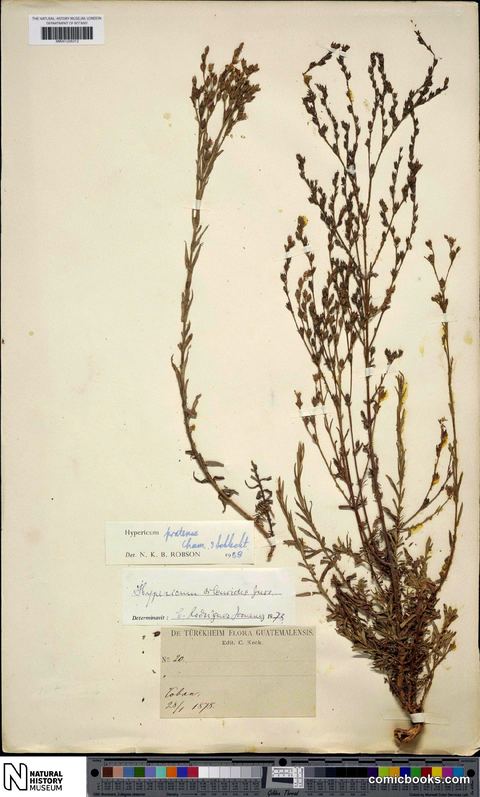 Hypericum pratense Schltdl. & Cham.