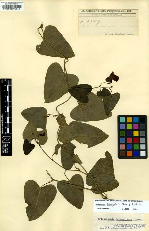 Aristolochia triangularis Cham. — Herbarium Specimen, Plantae Paraguarienses