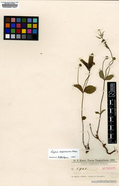 Lippia asperrima Cham. (Herbarium Specimen)