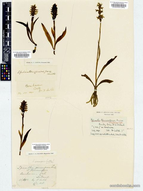 Spiranthes romanzoffiana Cham. & Schltdl.