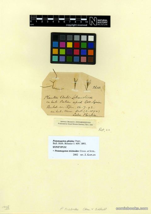 Potamogeton trichoides Cham. & Schltdl.