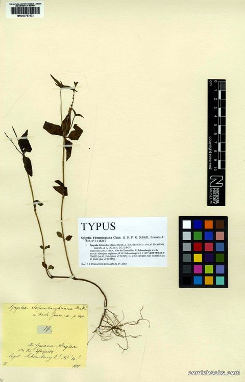 Spigelia flemmingiana Cham. & Schltdl.