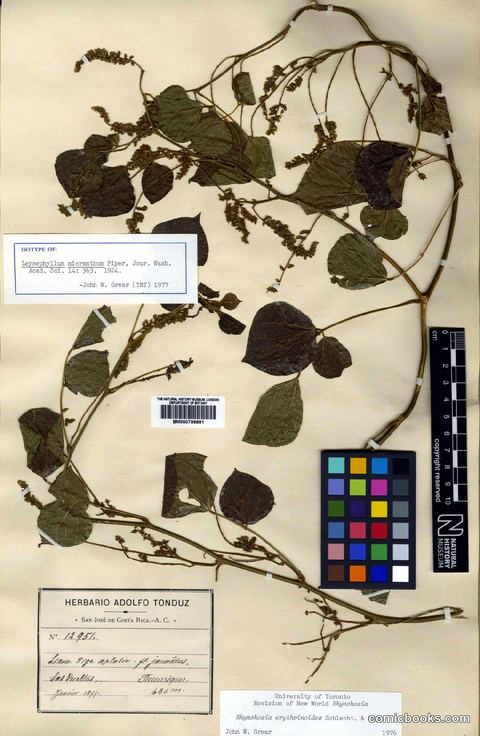 Herbarium Specimen: Rhynchosia erythrinoides Schltdl. & Cham.