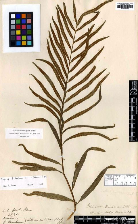 Polypodium fraternum Schltdl. & Cham. — Herbarium Specimen