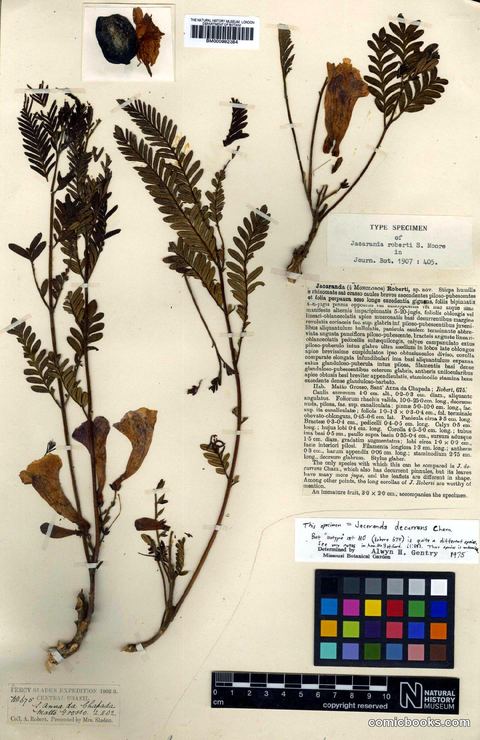 Jacaranda decurrens Cham. (Type Specimen, Percy Sladen Expedition)
