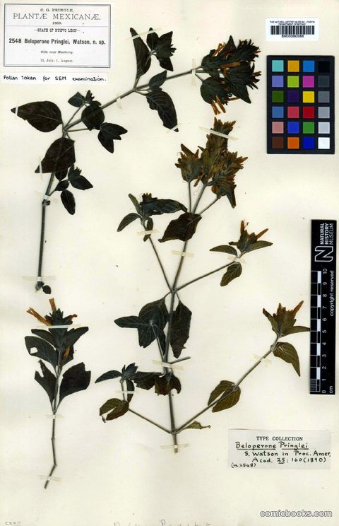 Herbarium Type Specimen: Drejerella fulvicoma (Schltdl. & Cham.) Lindau
