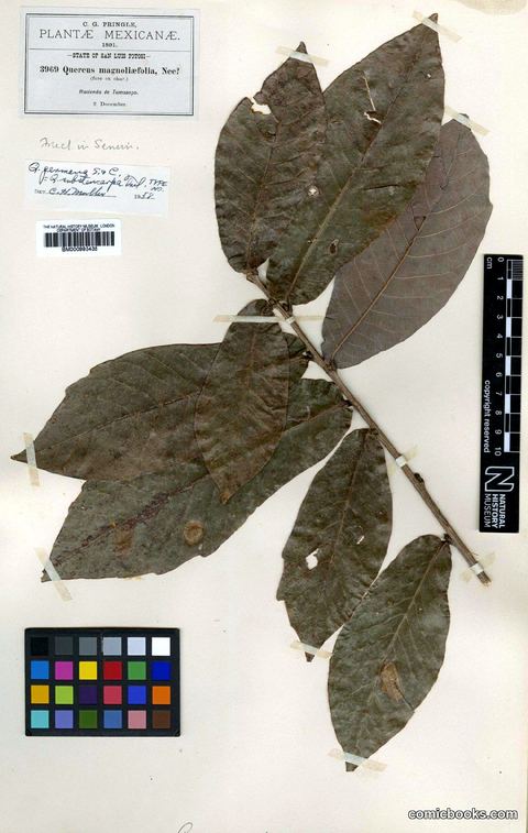 Quercus germana Schltdl. & Cham.
