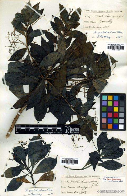 Scaevola gaudichaudiana Cham.