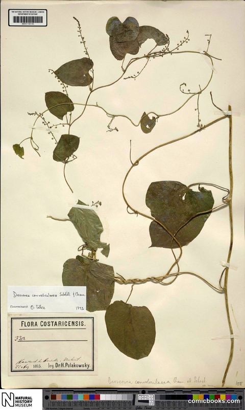 Dioscorea convolvulacea Cham. & Schltdl.