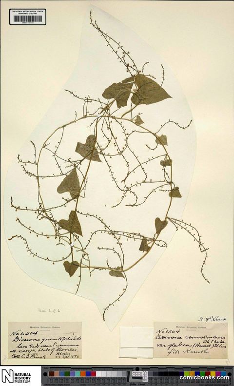 Dioscorea convolvulacea Cham. & Schltdl.
