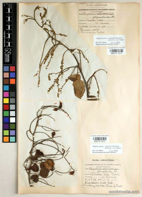 Rhynchosia erythrinoides Schltdl. & Cham.