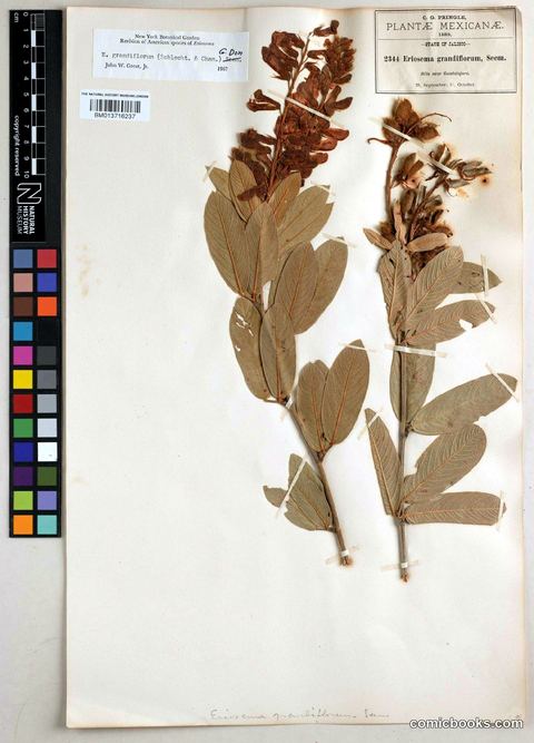 Eriosema grandiflorum (Schltdl. & Cham.) G.Don