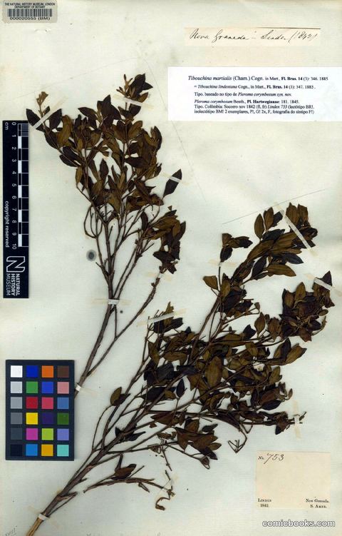 Tibouchina martialis (Cham.) Cogn.