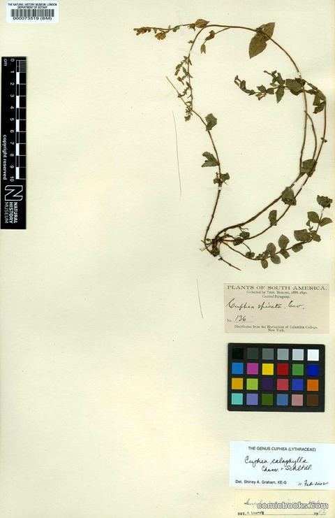 Cuphea calophylla Cham. & Schltdl.