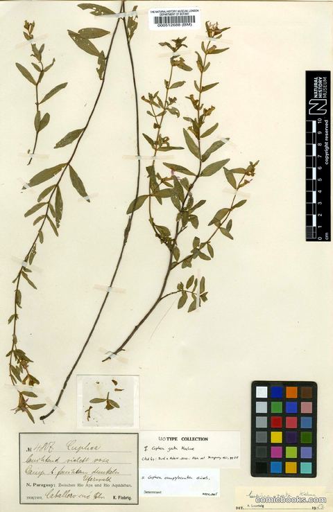 Herbarium Specimen: Cuphea lysimachioides Cham. & Schltdl.