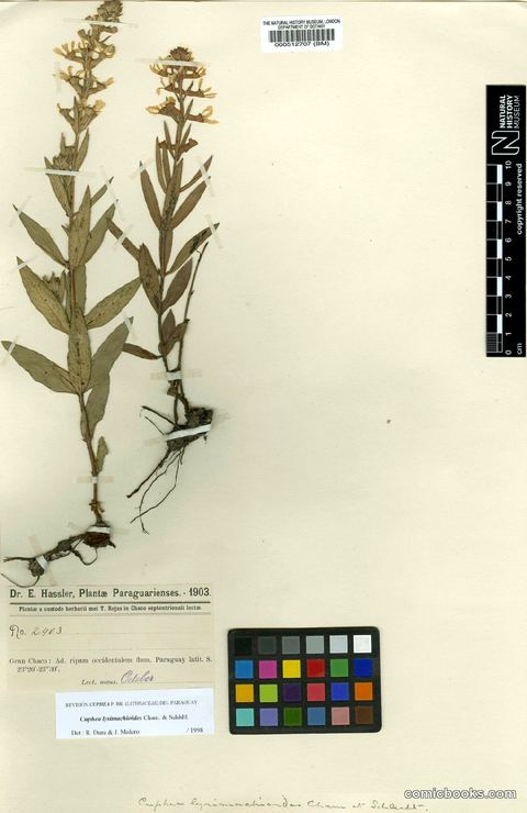 Cuphea lysimachioides Cham. & Schltdl.