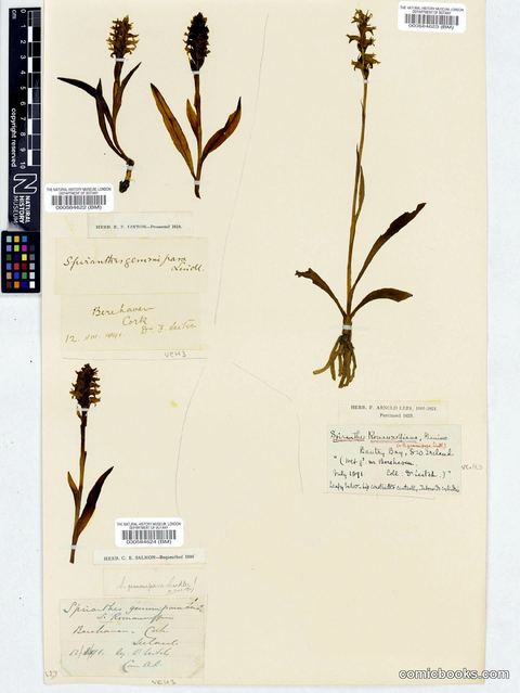 Spiranthes romanzoffiana Cham. & Schltdl.
