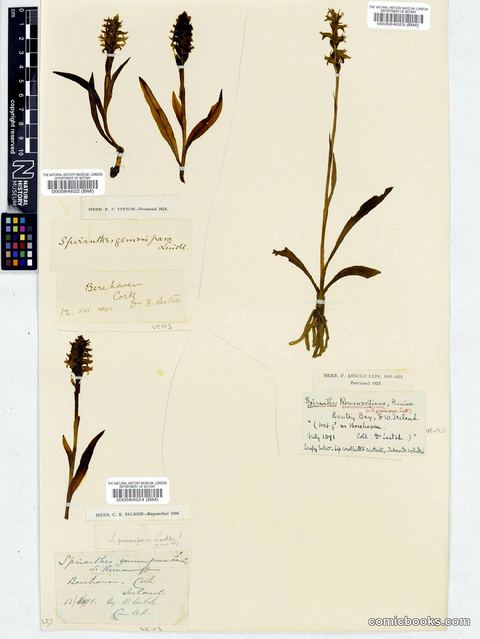 Spiranthes romanzoffiana Cham. & Schltdl.