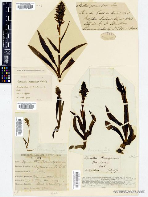Spiranthes romanzoffiana Cham. & Schltdl.