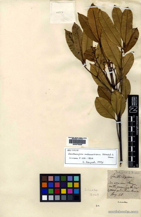 Zanthoxylum melanostictum Schltdl. & Cham. — Type Specimen
