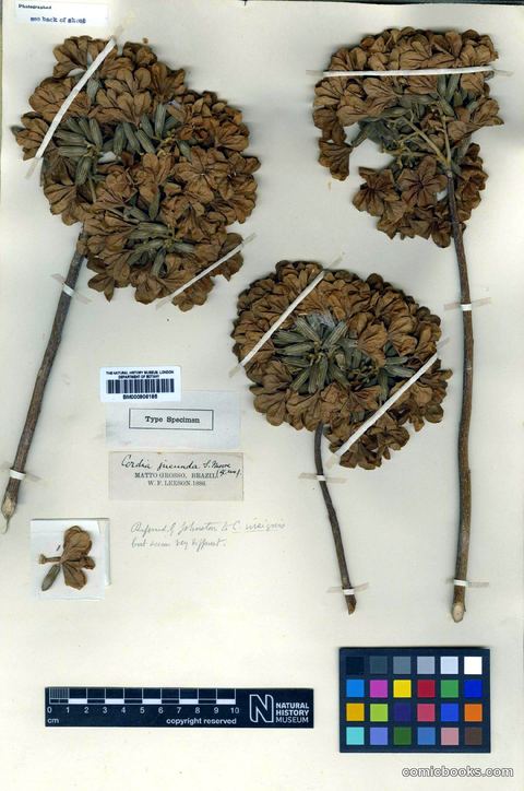 Cordia insignis Cham. — Herbarium Type Specimen