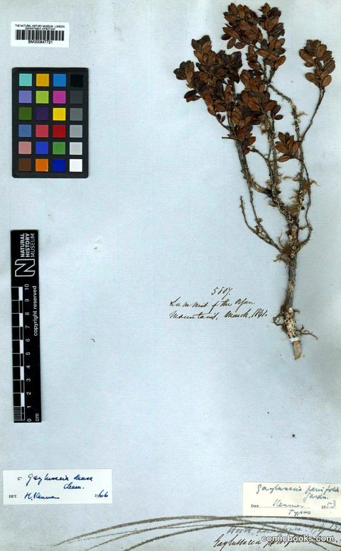 Gaylussacia densa Cham. — Herbarium Specimen