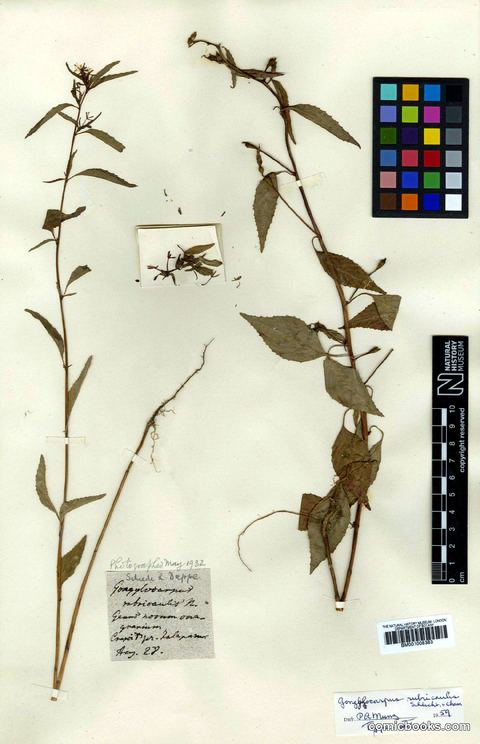 Gongylocarpus rubricaulis Schltdl. & Cham.