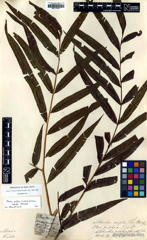 Pteris pulchra Schltdl. & Cham. (Herbarium Specimen, Natural History Museum)