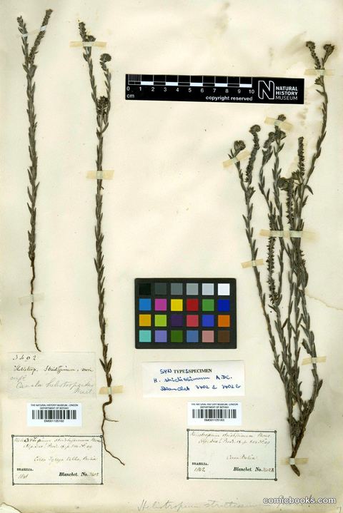 Heliotropium salicioides Cham., Type Specimen