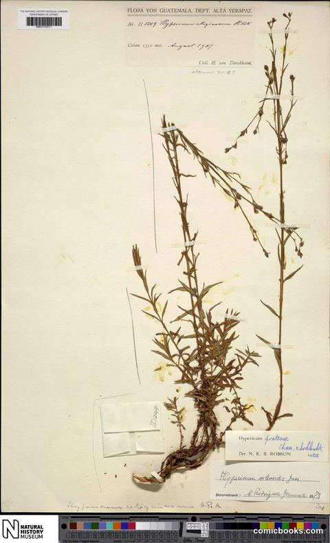 Hypericum pratense Schltdl. & Cham.
