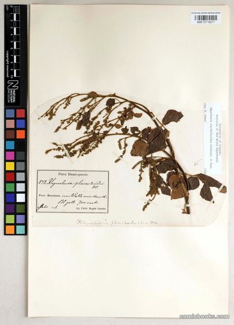 Rhynchosia erythrinoides Schltdl. & Cham.