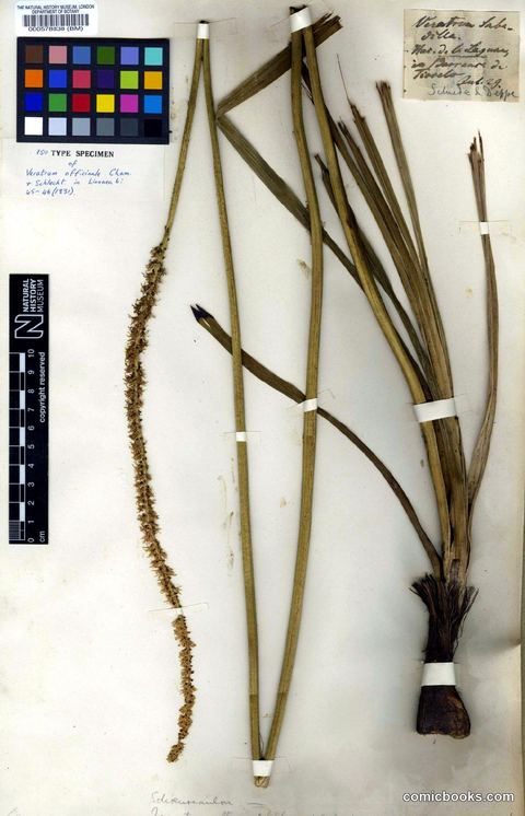 Herbarium Type Specimen: Schoenocaulon officinale