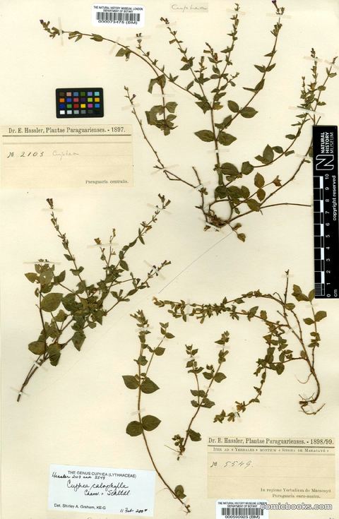 Cuphea calophylla Cham. & Schltdl.