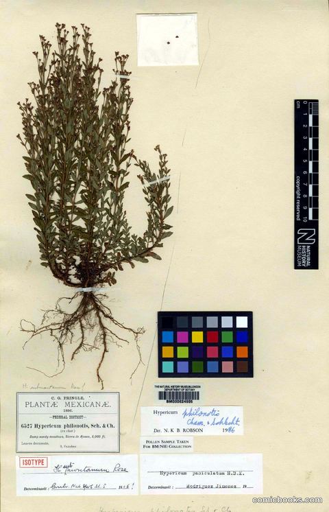 Hypericum philonotis Cham. & Schltdl.