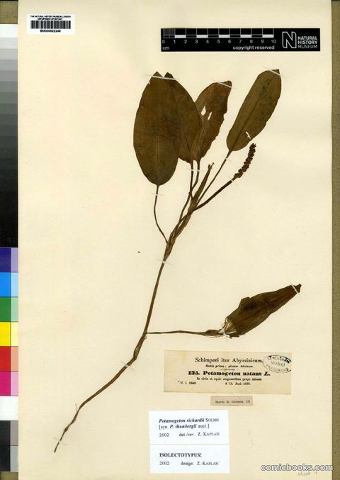 Potamogeton thunbergii Cham. & Schltdl.