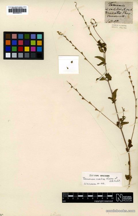 Tamonea scabra Schltdl. & Cham.