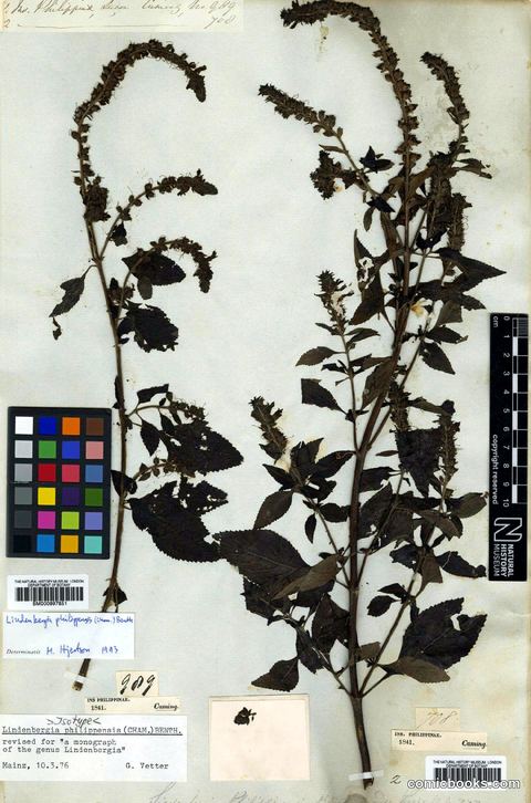 Lindenbergia philippensis (Cham.) Benth.