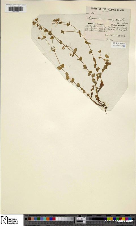Hypericum anagalloides Cham. & Schltdl.